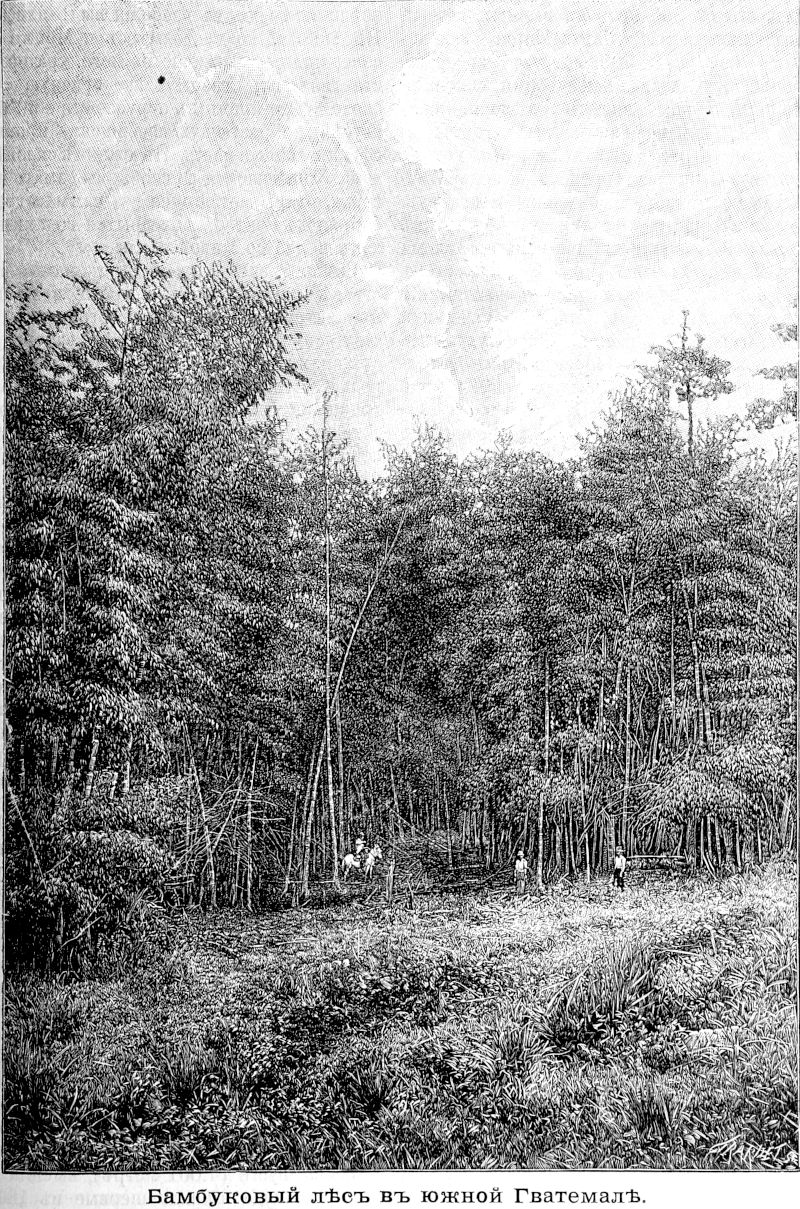 329 Бамбуковый лес в южной Гватемале